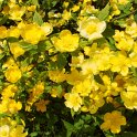 Kerria japonica fleur